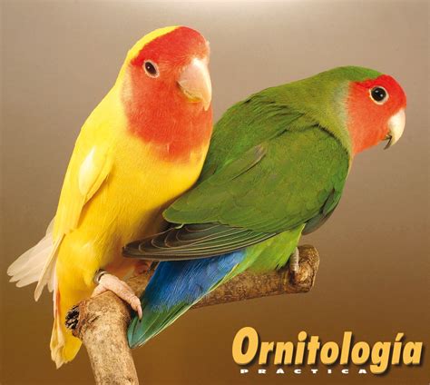 Agapornis Roseicollis • Ornitología Práctica