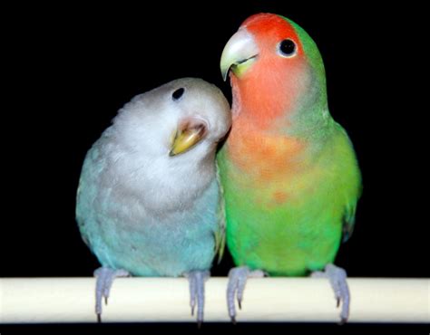 Agapornis: Tipos y Cuidados de los Inseparables | Aves ...