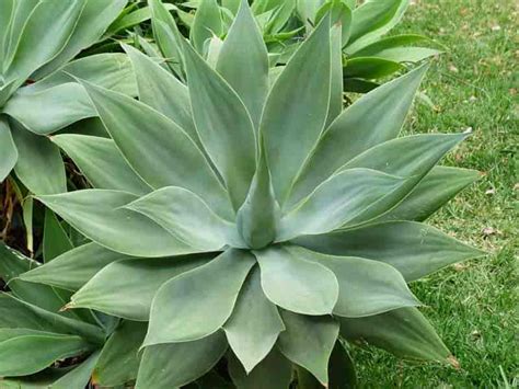 Agave Plants: Growing, Care And Use In the Landscape and ...