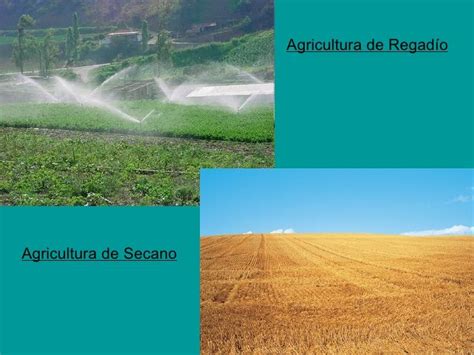 Agricultura de Regadío y Agricultura de Secano | labores ...