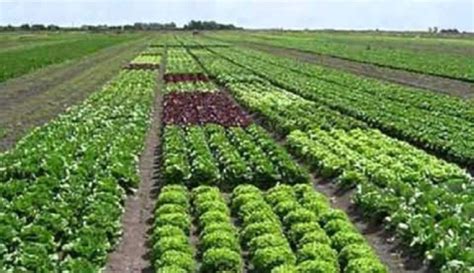 Agricultura ecológica Castilla La Mancha: ¿Peligra la ...