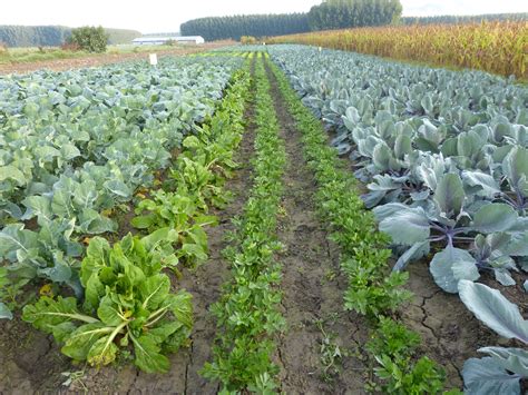 Agricultura ecológica: de la teoría a la práctica ...