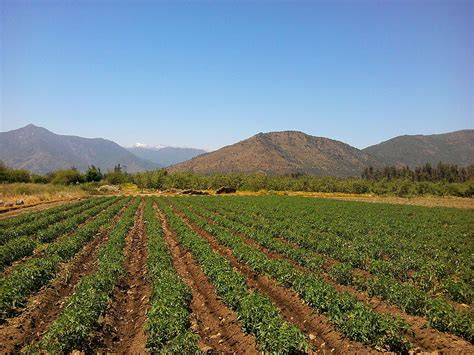 Agricultura en Chile   Wikipedia, la enciclopedia libre