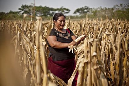 Agricultura en El Salvador: Un análisis desde las perspectivas de los ...