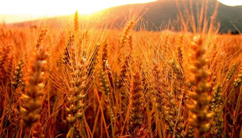Agricultura | La cosecha de trigo fue récord   Cuarto