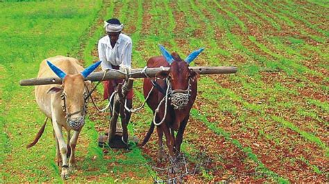 Agricultura y ganadería, una historia de éxito