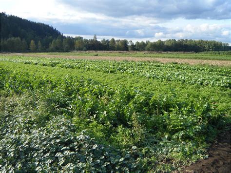 Agriculture Approaches A Crossroads In Pierce County » The ...