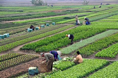 Agriculture in Vietnam   Wikipedia