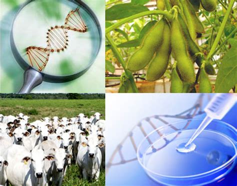 Agropecuária e Biotecnologia: Crescendo Juntas | Meio ...