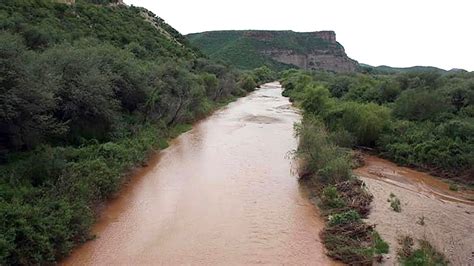 Agua contaminada de río Sonora afecta a flora y fauna ...