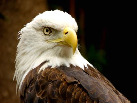 Águila calva | El águila calva es un animal imponente y no e… | Flickr