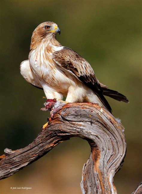 Águila calzada | Aves rapaces, Fauna silvestre, Fotos de animales