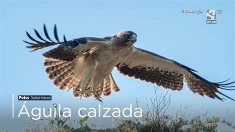 Águila calzada | Canal ods | Aragón Sostenible  CARTV