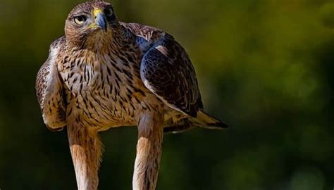 Águila Calzada: características, alimentación y curiosidades