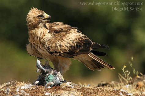 Águila calzada | Diego M. Sanz Fotografía de naturaleza
