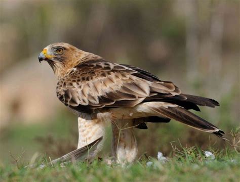 Águila Calzada: fase, su vuelo, caracteristicas y mucho más