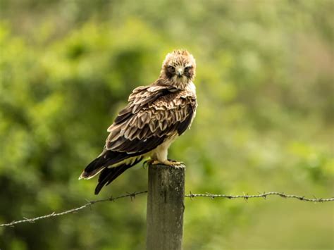 Águila calzada: hábitat y características   Mis Animales