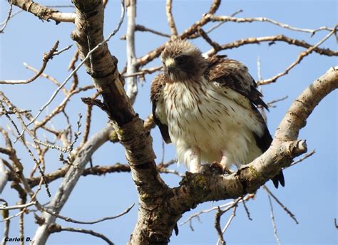 Águila calzada  Hieraetus pennatus  por Colibrí | Fotografía | Turismo ...