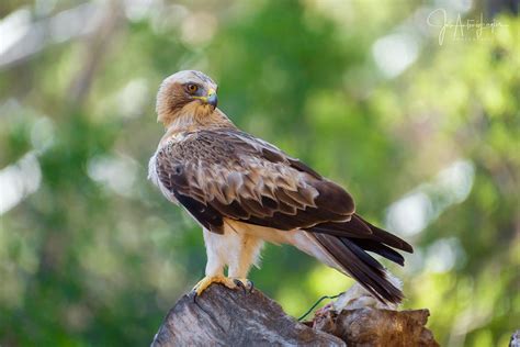 Aguila calzada. Imagen & Foto | animales, aves, nature Fotos de ...