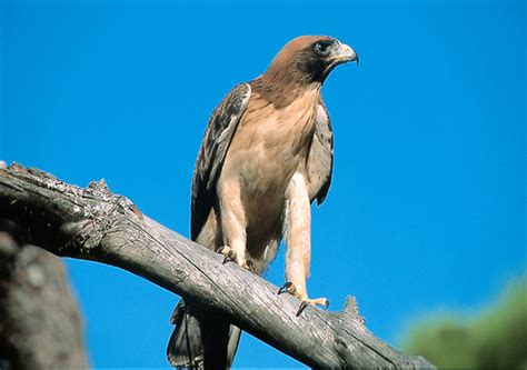 Águila calzada   SEO/BirdLife