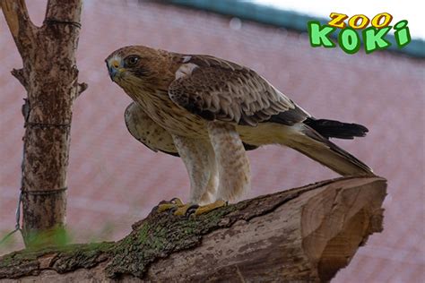 Águila calzada   .:: ZOO KOKI::. Parque zoológico y botánico