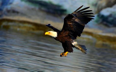Águila en pleno vuelo HD | FondosWiki.com
