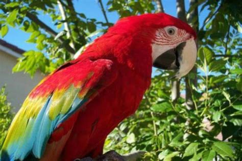 Aguila harpía y guacamaya roja, aves extintas en Campeche | Noticias de ...