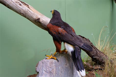 Águila Harris: características, habitat, cuidados y más  última parte ...