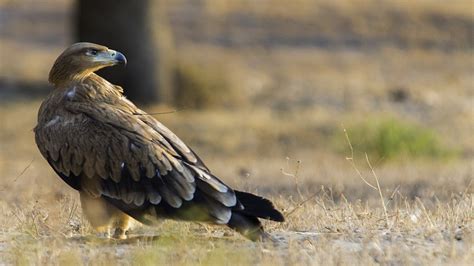Águila imperial ibérica | Animales de la península ibérica