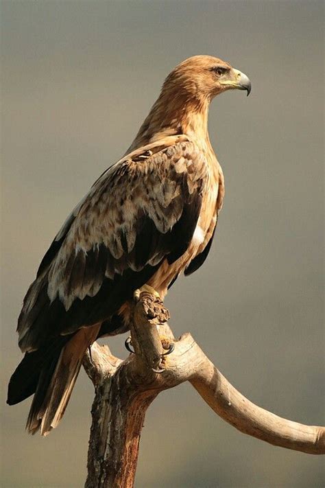 Águila imperial ibérica  Aquila adalberti . Es un ave de ...
