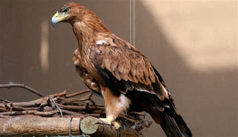 Águila Imperial Ibérica