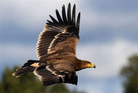 Águila Imperial Ibérica o Aquila adalberti    Extinción Animal 2020