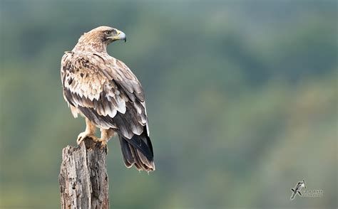 Aguila imperial ibérica – Lumafoto