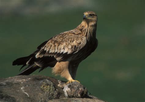 Águila imperial ibérica   SEO/BirdLife