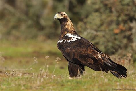 Águila Imperial Ibérica | Wiki Reino Animalia | Fandom
