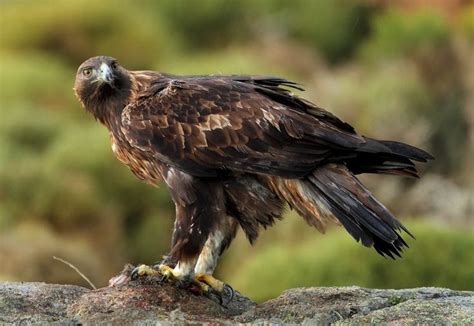 Águila Real | Animales peligrosos, Aguila real, Aguila