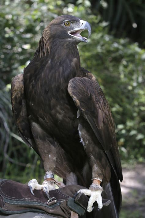 Águila Real, especie amenazada que se reproduce y conserva ...