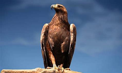 Águila real, especie emblemática nacional y ejemplo de ...