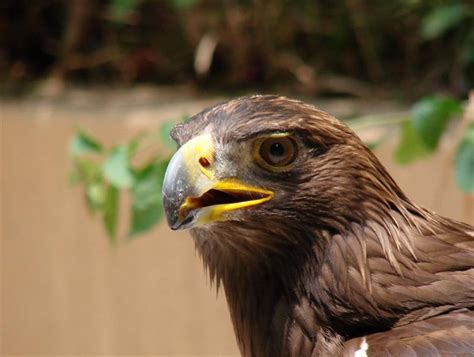 Águila real, especie emblemática para México con un bello ...