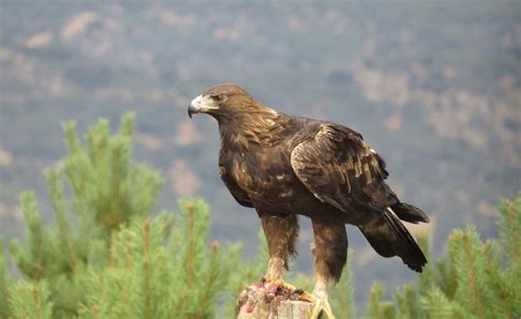 Águila real, especie símbolo de mexicanidad que debe ...
