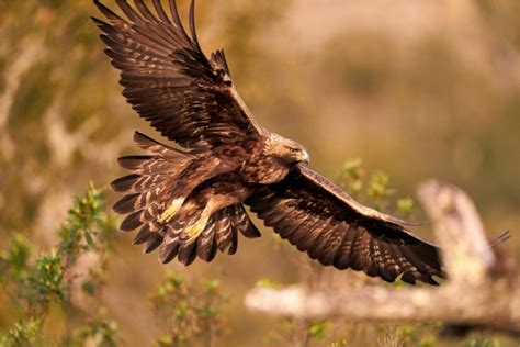Águila real: historia del animal en peligro de extinción ...