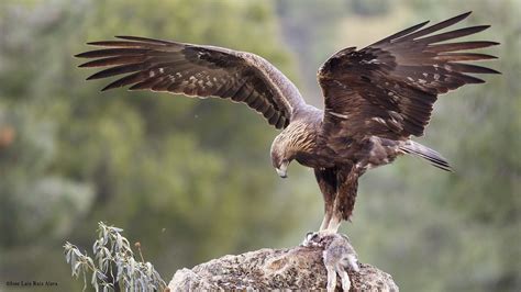 AGUILA REAL IBERICA  Aquila chrysaetos    null | Aguila ...