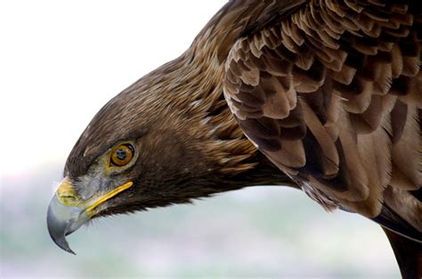 Águila real, símbolo mexicano en peligro de extinción