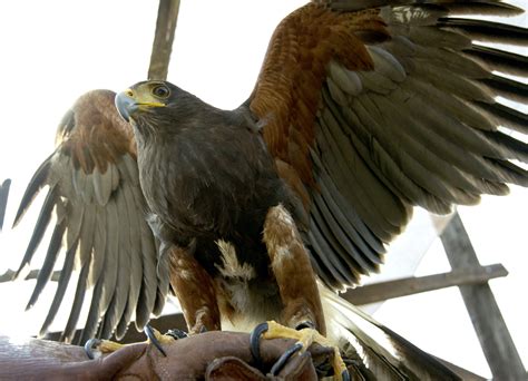 Águila real, símbolo mexicano en peligro de extinción