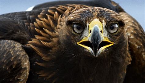 Águila real, símbolo mexicano en riesgo de desaparecer ...