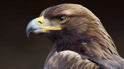 Águila Real: un símbolo patrio en peligro de extinción ...