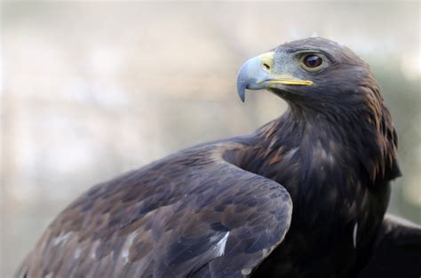 Águila real, una historia de conservación | Secretaría de ...