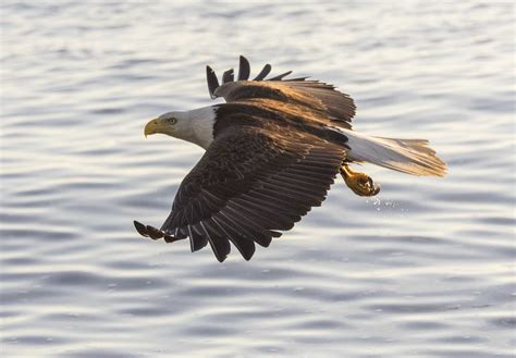 Águilas en peligro de extinción, conoce las principales amenazas