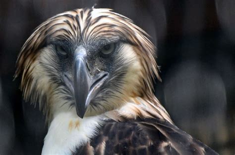 Águilas moneras fueron presentadas en Singapur