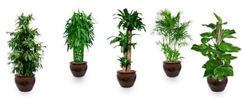 Air Purifying Plants: Top 10 Air Purifying Plants To Improve The Feng ...